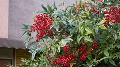 鬼門 植物|南天の木は縁起が良い 【鬼門の玄関に吉！鉢植えな。